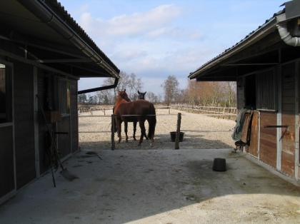 Pferdeboxen frei in Aurich inclusive Weide und Paddock