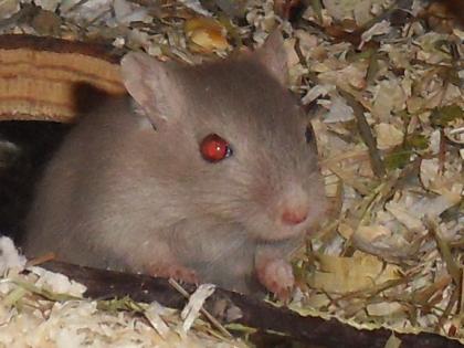 Junge 6 Wochen Renn Mäuse zu verschenken