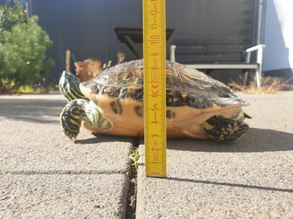 Schmuckschildkröte Wasserschildkröte