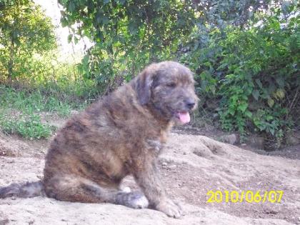 LUCA sucht eine Zuhause