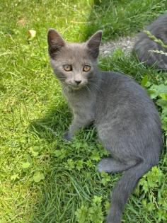 Mischling Katzen Kitten