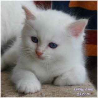 Heilige Birmababies aus liebevoller reg. Hobbyzucht