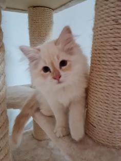 Heilige-birma Kitten