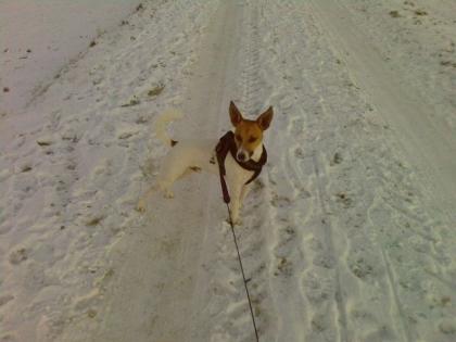 Jack-Russell-Terrier männlich kastriert 4 Jahre jung