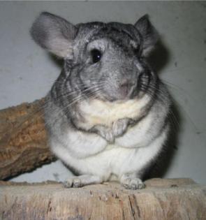 Chinchilla Harry ist einsam