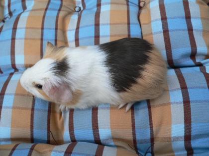 Cuy u. Meerschweinchenzucht v. d Hooksmeeris