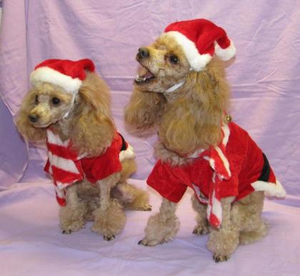 Pudel vom Canis Aureus. de