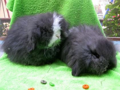Max und Moriz 10 Wochen alte Teddywidder suchen ein schönes Zuhause