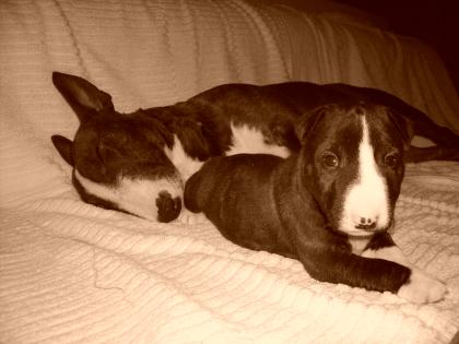 MINIATUR BULLTERRIER