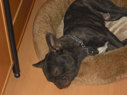 Französische Bulldogge