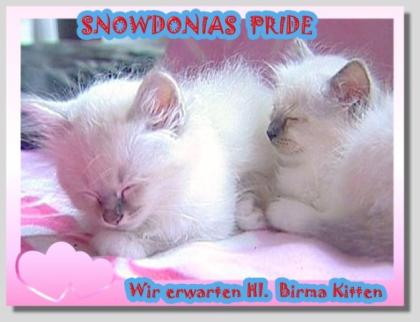 Snowdonias Pride erwartet im April heilige Birma Kitten