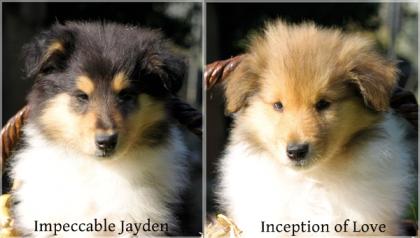 Colliewelpen aus VDH Hobbyzucht