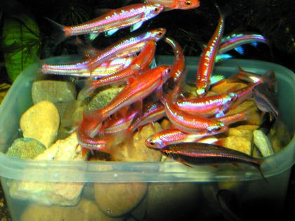 Rarität Regenbogenelritzen Rainbowshiner