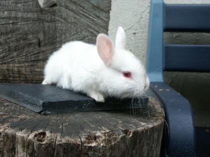 Fleischkaninchen