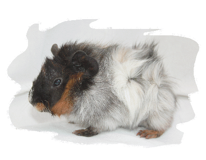 Rosettenmeerschweinchen reinrassig in rot rotschimmel buntschimmel und brindle