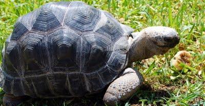 Aldabra babys