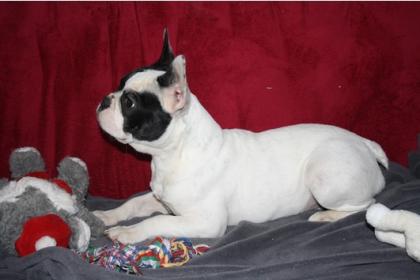 2 süße Französische Bulldoggen m. Papier