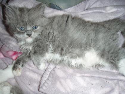 Katzenmädchen total schnurrig