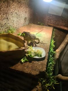 Leguan zu verkaufen