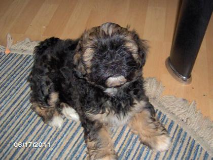 Süsse ShihTzu Mix Welpen Dame