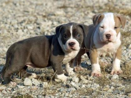 Gesunde pitbull welpen zu verkaufen