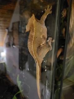 0. 2 Rhacodactylus Ciliatus Kronengecko 2x Weibchen