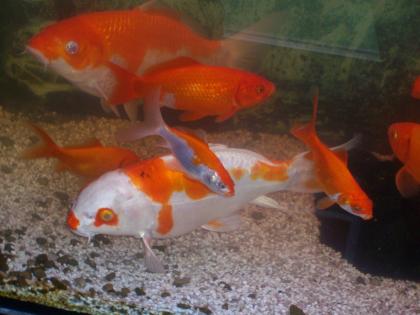 2 Koi 2 koi junior. viele menge goldfische