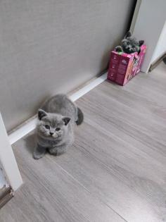 BKH Katzenbabys Reinrassige