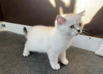 Abgabe bereite BKH blue point kitten