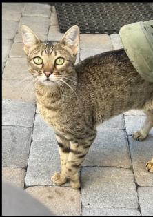 Evita sucht neues Zuhause