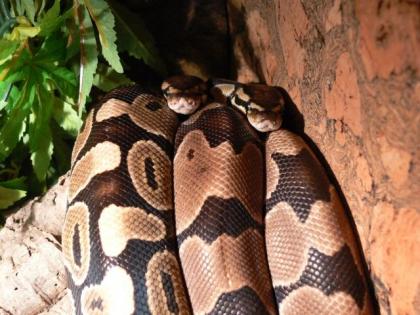 1 1 Königspythons 2022/06 DNZ Farbmutationen