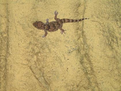 0 0 2 Chondrodactylus/ Pachydactylus turneri
