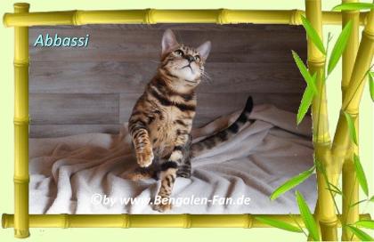Bengal Kater Abbassi immer gut gelaunt fröhlich und lieb