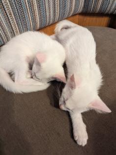 Kleinen weißen Kater