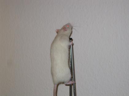Traudel kleine Albinoratte sucht neues Zuhause w