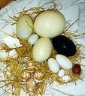 Suche Bruteier Z. B Pfau