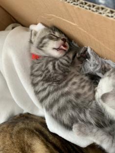 Bengal/BKH mix Kitten Erbkrankheitenfrei