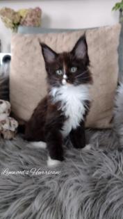 Wunderschöne reinrassige Maine Coon Kitten