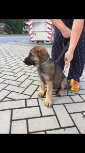 Schäferhundwelpe Rüde Leistungszucht