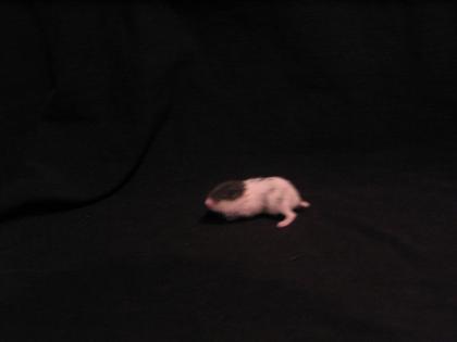 Dsungaren Campbell und Teddyhamster
