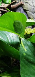 3 Rotaugenlaubfrösche - Agalychnis callidryas mit Terrarium von Exo Terra