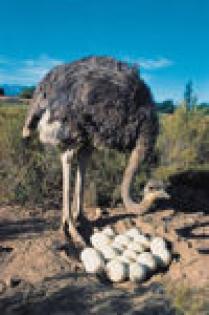 Suche Emu Straussen und Nandu Bruteier
