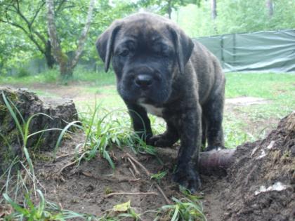 Keine Cane Corso Welpen sondern robuste