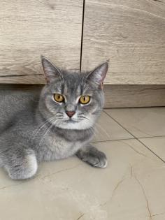 BKH Katze kastriert