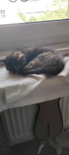 Heilige Birma Mix Kitten