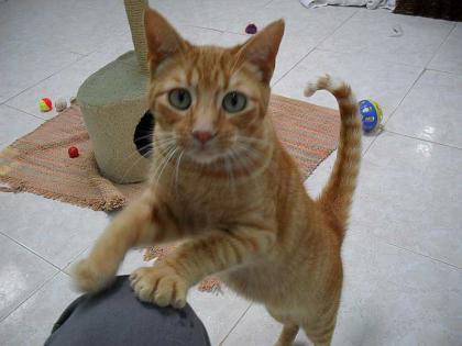 Lieber roter Kater Modesto