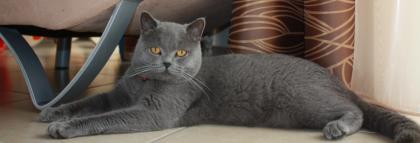 BKH Deckkater Blau bereit fur kurze Affaire