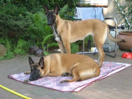 Belgische Schäferhundinen Malinois 2 Jahre alt