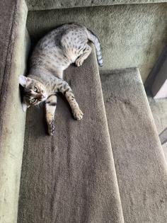 Evita sucht neues Zuhause