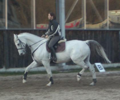 Brandenburger Wallach 10 Jahre 169cm Schimmel